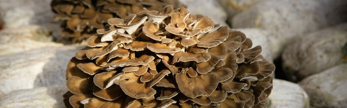 Mykotherapie: Ein komplemet&auml;rmedizinisches Verfahren