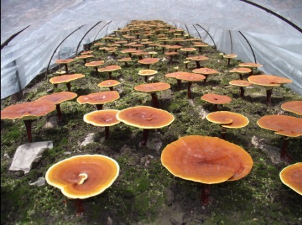 Pilzbrut Terra Mundo